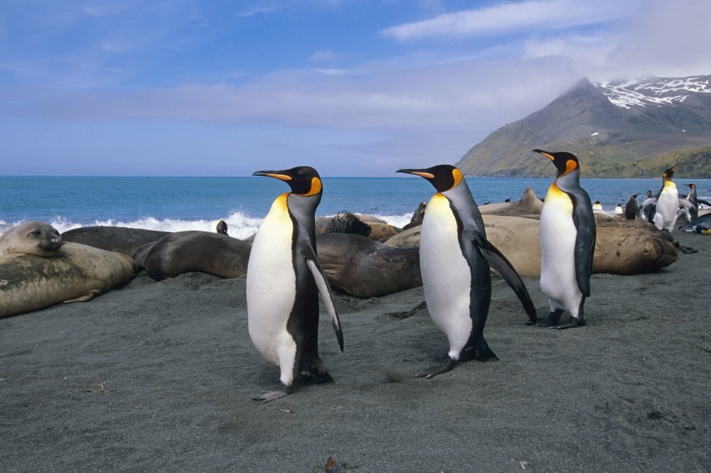 King Penguins Walk Among Elephant Seals Resting On Beach On Coastline Of South Georgia Island Atlantic Canvas Art - Tom Soucek Design Pics (38 x 24)