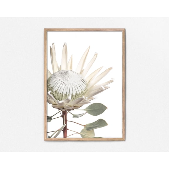 King Protea Print, South African Native Flower Flower Photography Flower Wall Art Australian Flowers Botanical Print Home Decor #3732, Unframed Canvas Size 8x12
