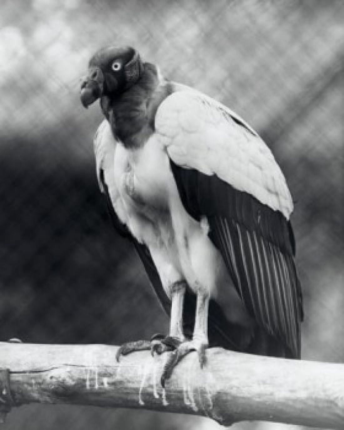 King Vulture perching on a branch Canvas Art - (24 x 36)