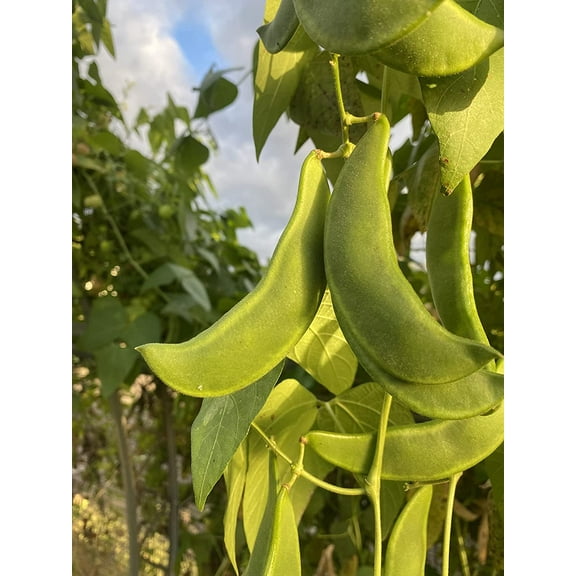 King of The Garden Climbing Pole Lima Bean Vining Heirloom Seeds Packet