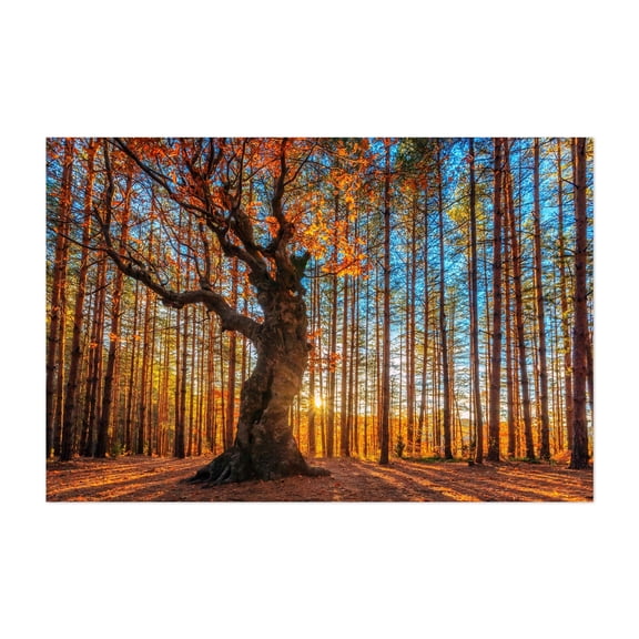 King of the Forest - Bulgaria Photography Unframed Wall Art Print 5 x 7 inches