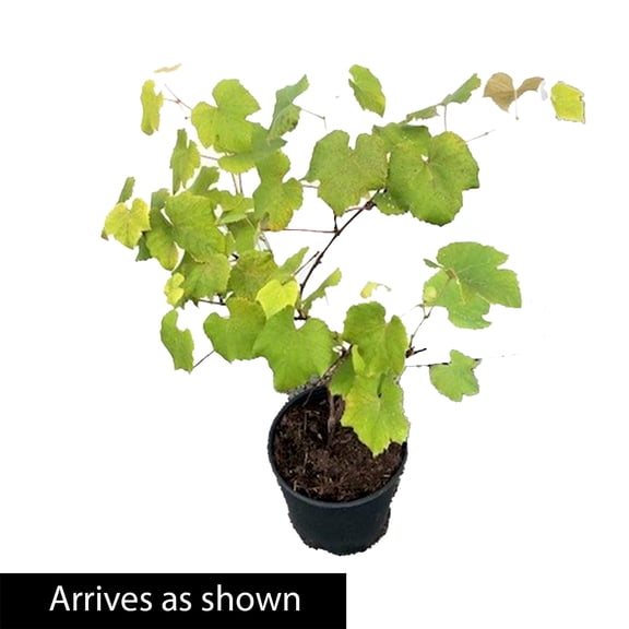 Direct Gardening 2 Gal. Pot, King of the North Grape Vine Deciduous Fruit Bearing Potted Plant