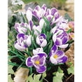 thumbnail image 1 of King of the Striped Large Flowering Crocus - 10, 1 of 2