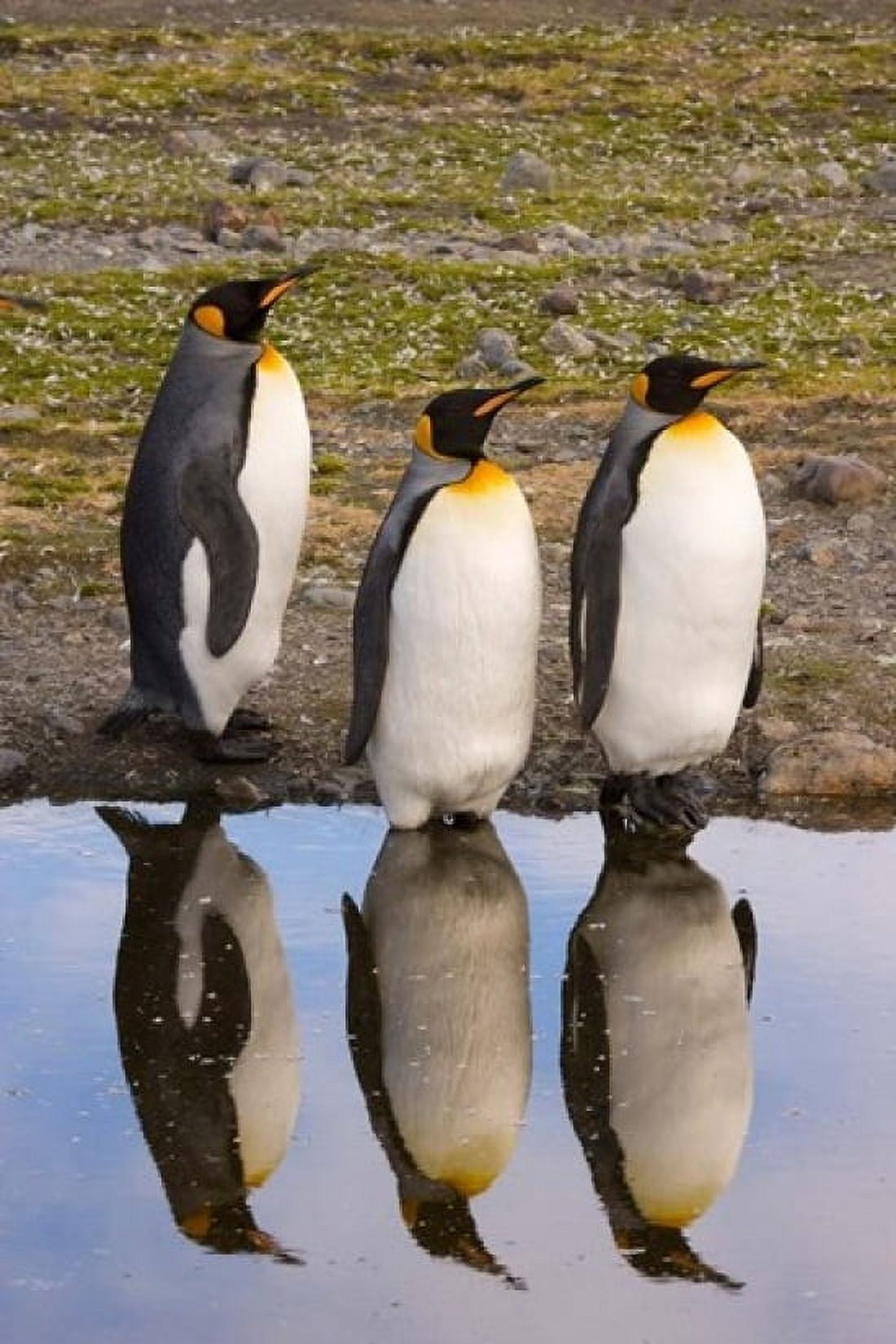 King penguin reflections Canvas Art - Jaynes Gallery  DanitaDelimont (11 x 17)