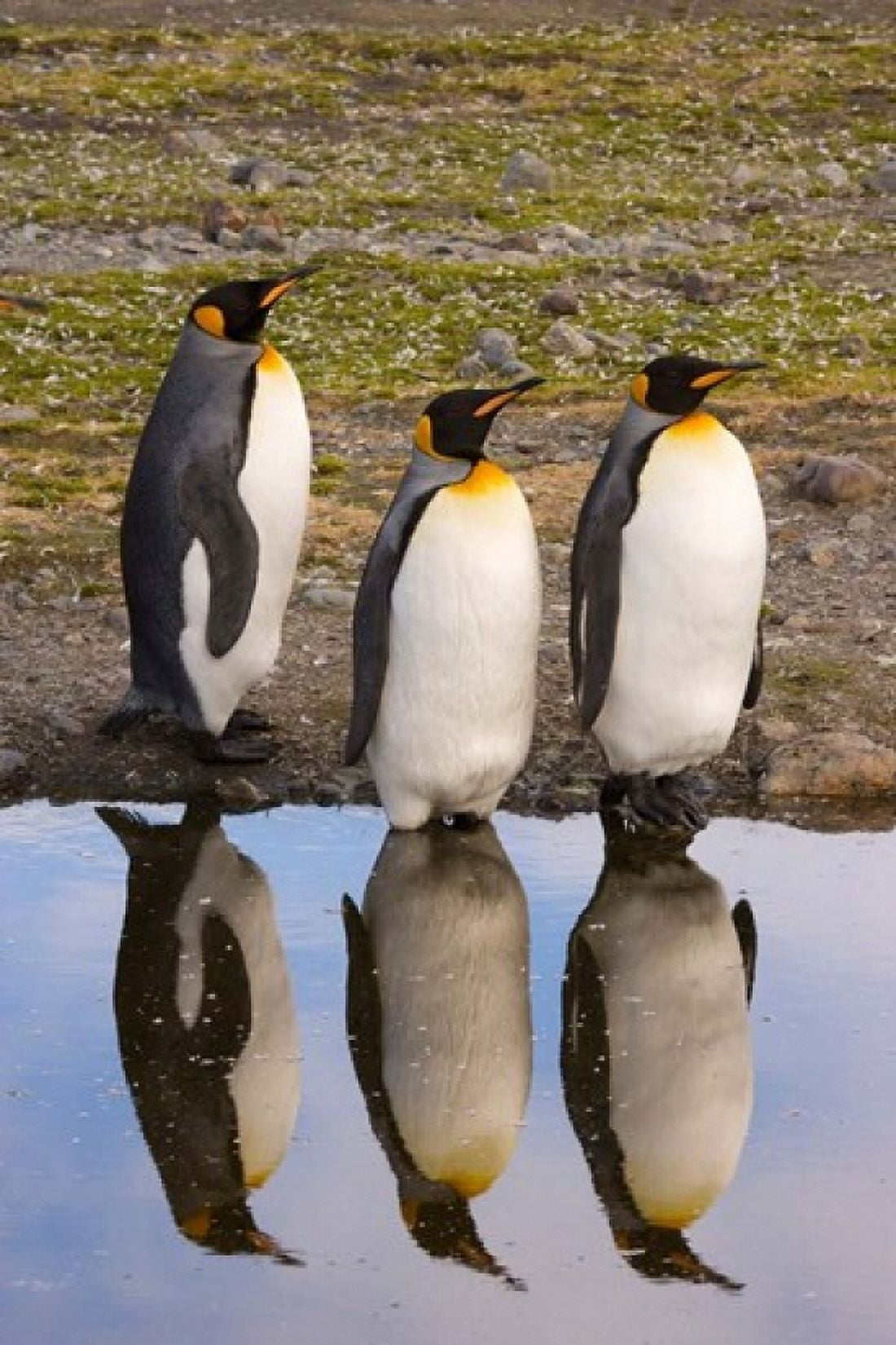 King penguin reflections Canvas Art - Jaynes Gallery DanitaDelimont (23 x 34)