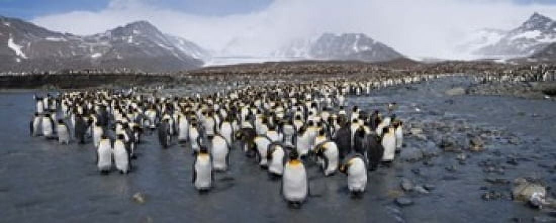 King penguins (Aptenodytes patagonicus) colony St Andrews Bay South Georgia Island Canvas Art - Panoramic Images (15 x 6)