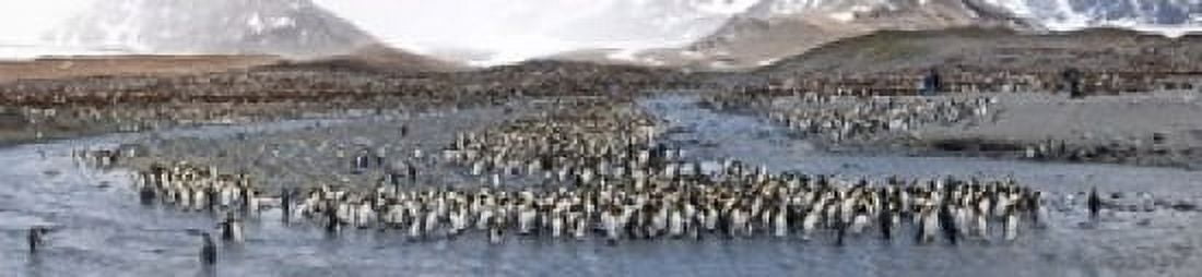 King penguins (Aptenodytes patagonicus) colony St Andrews Bay South Georgia Island Canvas Art - Panoramic Images (20 x 5)