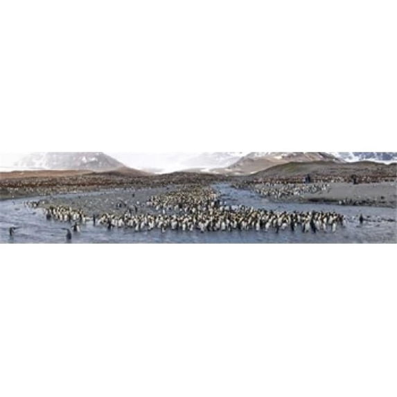 King penguins - Aptenodytes patagonicus colony St Andrews Bay South Georgia Island Poster Print by - 36 x 12
