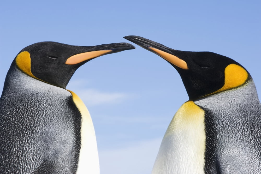 King penguins (Aptenodytes patagonicus)courting Gold Harbour South Georgia Canvas Art - Daisy Gilardini Design Pics (19 x 12)