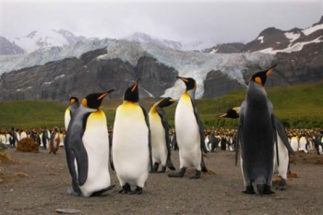 King penguins Gold Harbor South Georgia Canvas Art - Christopher Bettencourt DanitaDelimont (17 x 11)