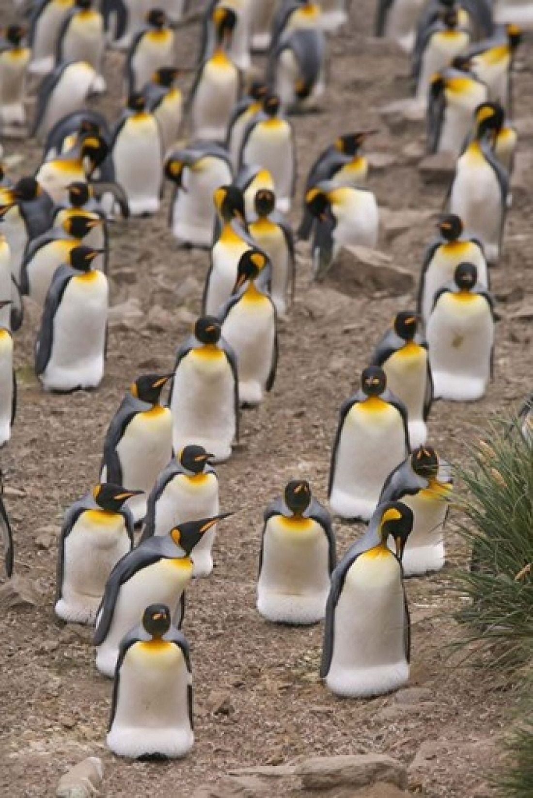 King penguins Salisbury Plain Canvas Art - Hugh Rose DanitaDelimont (11 x 17)