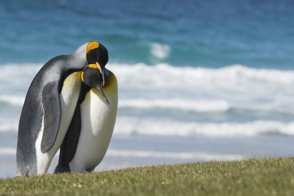 King penguins courting (Aptenodytes patagonicus) Saunders Island - The Neck Falkland Islands Canvas Art - Daisy Gilardini Design Pics (38 x 24)