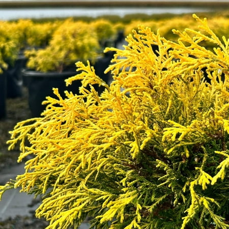 King's Gold Falsecypress - Chamaecyparis pisifera 'King's Gold'