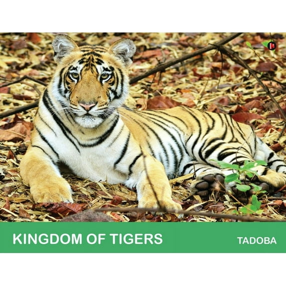 Kingdom of Tigers - Tadoba (Paperback)