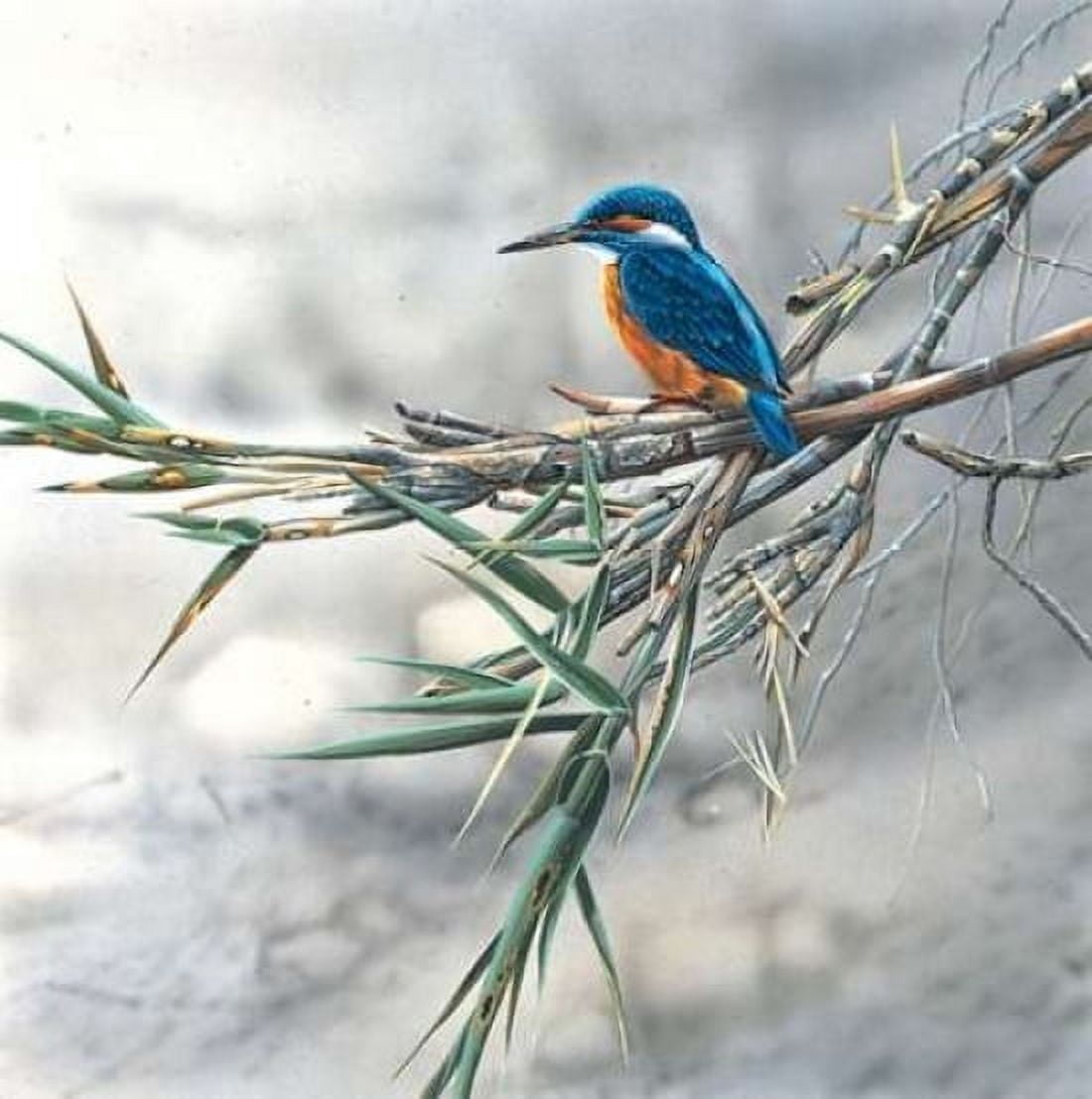 Kingfisher Canvas Art - Jan Weenink (24 x 24)