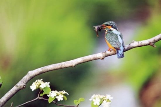Kingfisher Holding Fish in Beak Perched On a Branch Canvas Art - Panoramic Images (24 x 16)