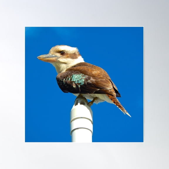 Kingfisher ~ Kookaburra 7Kjlkrqi By David Irwin Poster Wall Art, Modern Wall Decor For Living Room Bedroom, 30x30 UNFRAMED