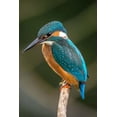 thumbnail image 1 of Kingfisher Notebook (Paperback), 1 of 1