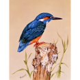 thumbnail image 1 of Kingfisher On A Perch Poster Print By Malcolm Greensmith ® Adrian Bradburymary Evans (18 X 24), 1 of 3