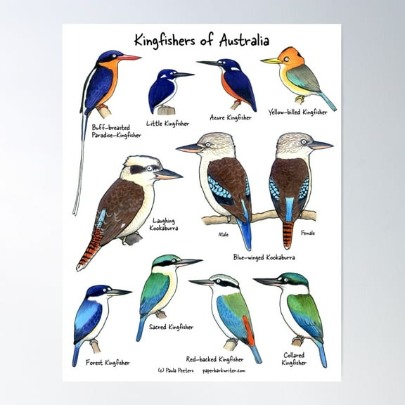 Kingfishers Of Australia Poster Wall Art, Modern Wall Decor For Living Room Bedroom, 8x12 UNFRAMED