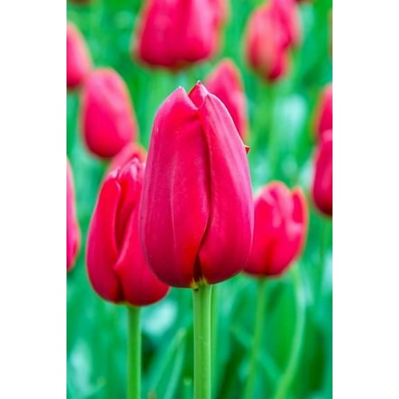 Kingsblood Single Late Tulip 5 Bulbs - 12/+ cm Bulbs
