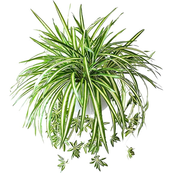 Kingswick 2PCS Artificial Hanging Plants Fake Spider Silk Plants Chlorophytum Wall Hanging Plants Artificial Chlorophytum Silk Flowers for Indoor Outdoor Wall Decor