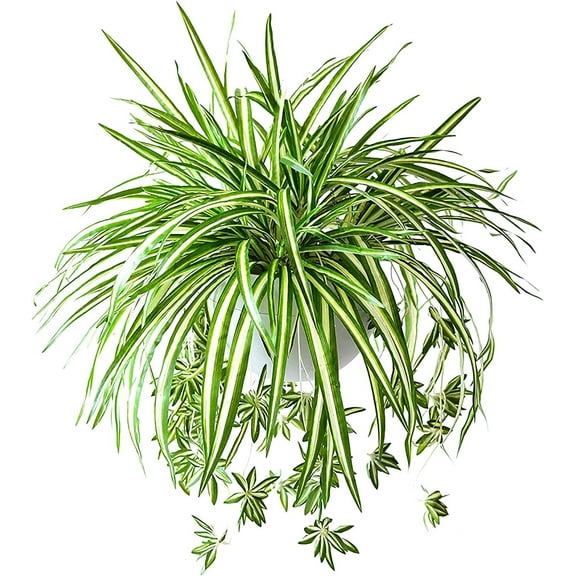 Kingswick 4PCS Artificial Hanging Plants Fake Spider Silk Plants Chlorophytum Wall Hanging Plants Artificial Chlorophytum Silk Flowers for Indoor Outdoor Wall Decor