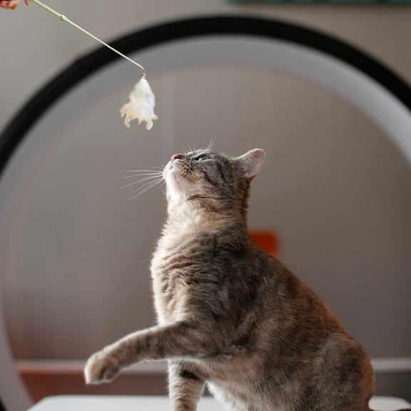 Kingtowag Colorful Tickling Cat Stick Toy, 5pc Long Rod Interactive Feather Teaser, Promotes Cat Agility & Health, Feather Wand Plaything for Interactive Play