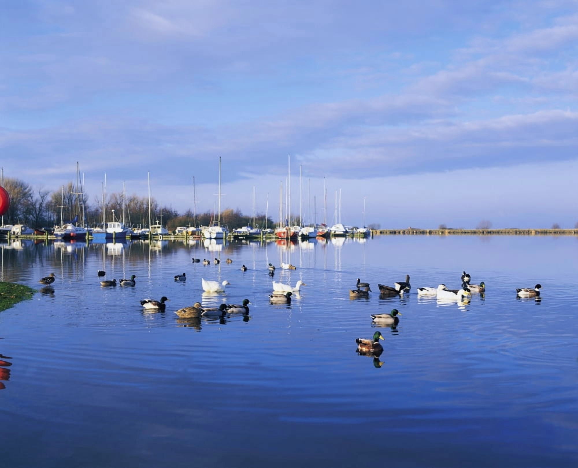 Kinnego Marina Lough Neagh Co Antrim Ireland Ducks Swimming By A Marina Canvas Art - The Irish Image Collection Design Pics (34 x 26)