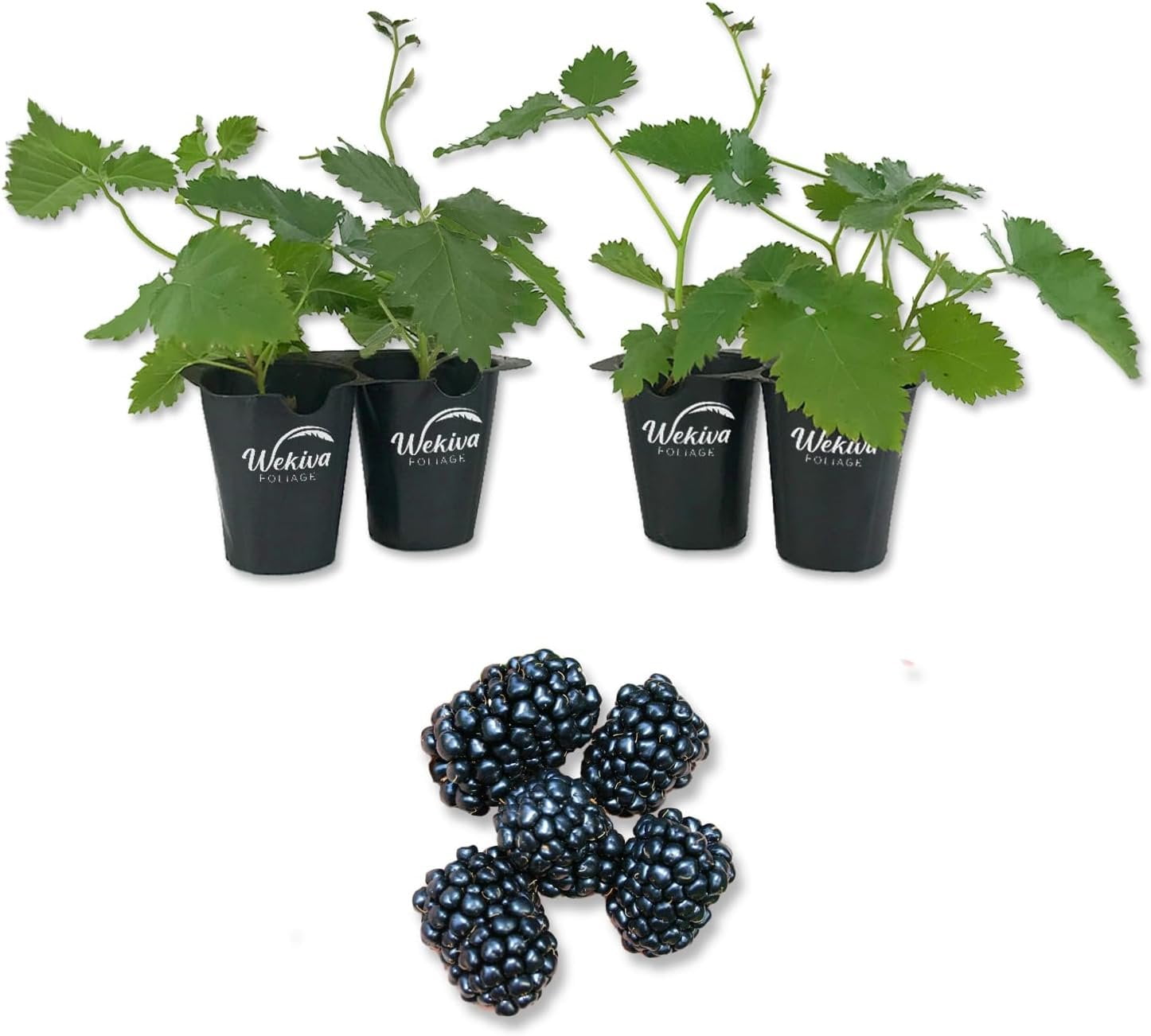 Kiowa BlackBerry Plant 4 Live Starter Plants Rubus Fruit Trees