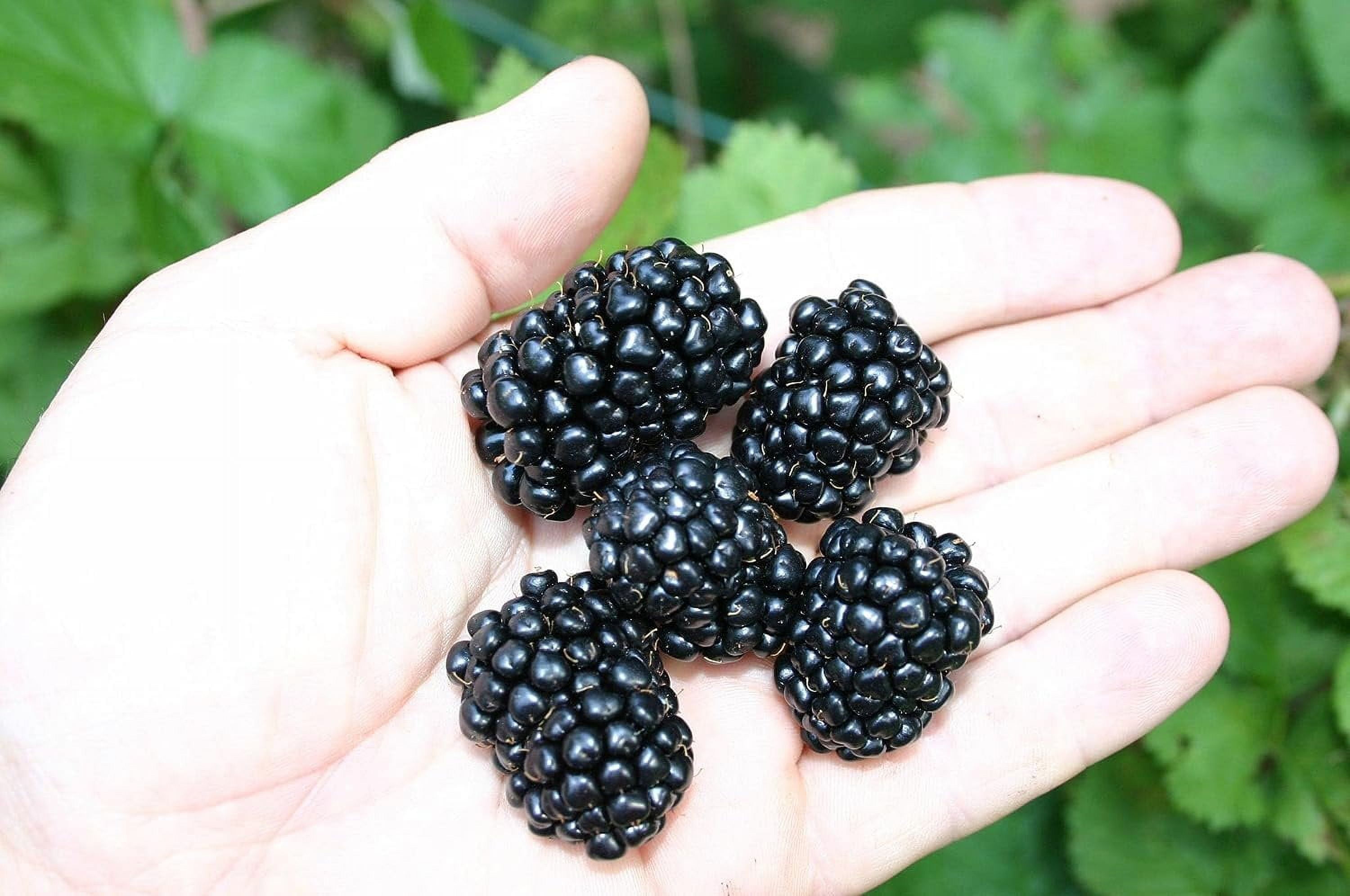 Kiowa BlackBerry Plant Live Plant in a 2 Inch Pot Rubus Fruit