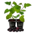 thumbnail image 1 of Kiowa Blackberry Plant - 2 Live Starter Plants - Rubus - Edible Fruit Bearing Bush for Patio and Garden, 1 of 6