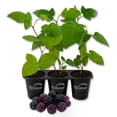 thumbnail image 1 of Kiowa Blackberry Plant - 3 Live Starter Plants - Rubus - Edible Fruit Bearing Bush for Patio and Garden, 1 of 6