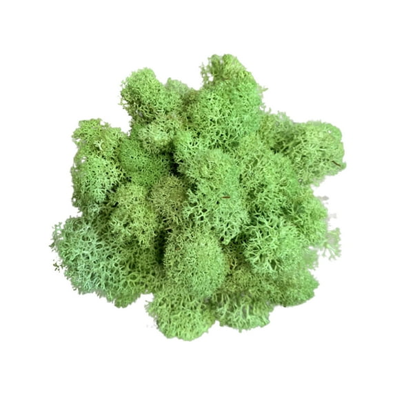 Kiplyki Artificial Green Plant Immortal Fake Flower Moss Grass For Home Living Room Decorative Wall DIY Flower Mini Colorful Accessories