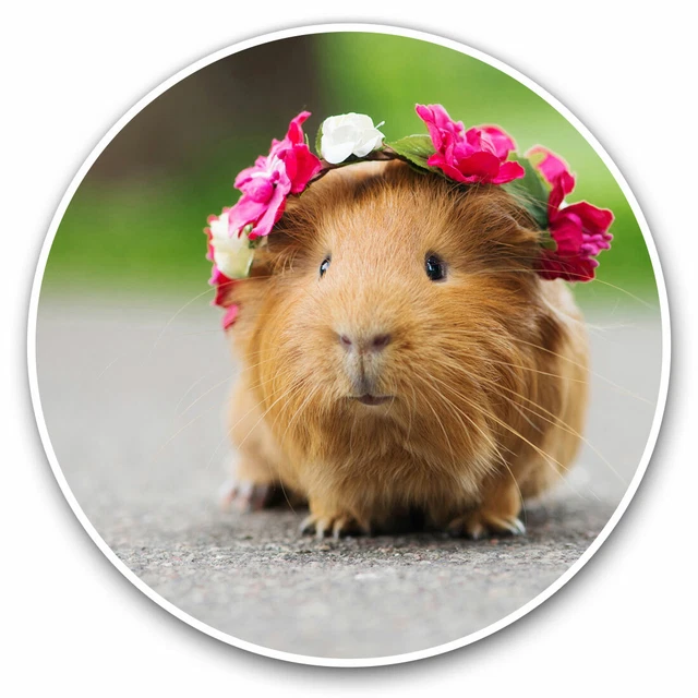 Ginger and white guinea pig in a studio Stock Photo