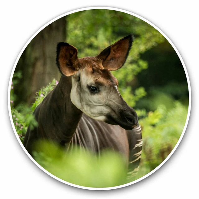 Kira Sticker With Okapi Forest Giraffe Zebra Mix Cool Gift Decorative ...