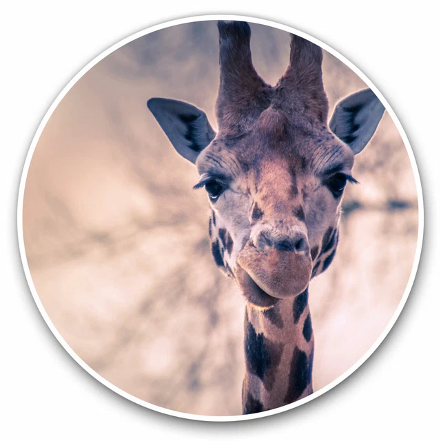 Kira Sticker With Pretty Giraffe Wildlife Africa African Cool Gift ...