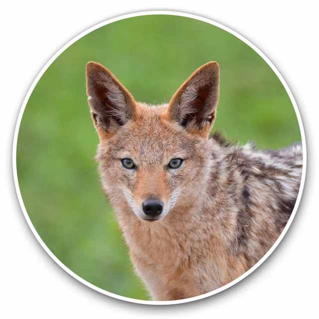 Jackal Sticker Kira Sticker With Vinyl Stickers -Black Backed Jackal Animal Cool Gift ...