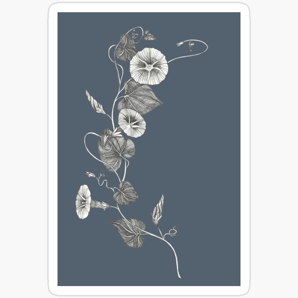 Kira Sticker Winding Ipomoea Wild Meadow Flower On Dark Background ...