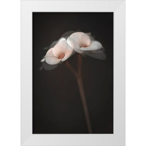 Kiral, Cicek 17x24 White Modern Wood Framed Museum Art Print Titled - Illusions