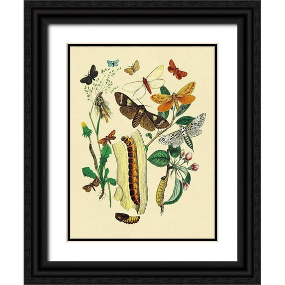 Kirby, W. F. 12x14 Black Ornate Wood Framed with Double Matting Museum Art Print Titled - Moths: C. Ligniperda, Z. Aesculi, et al.