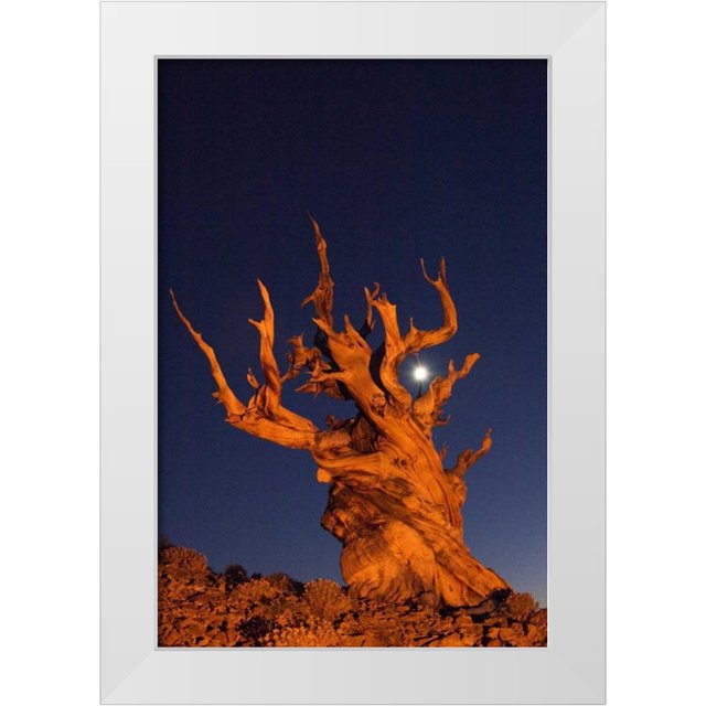 Kirkland, Dennis 13x18 White Modern Wood Framed Museum Art Print Titled CA, White Mts, Moon