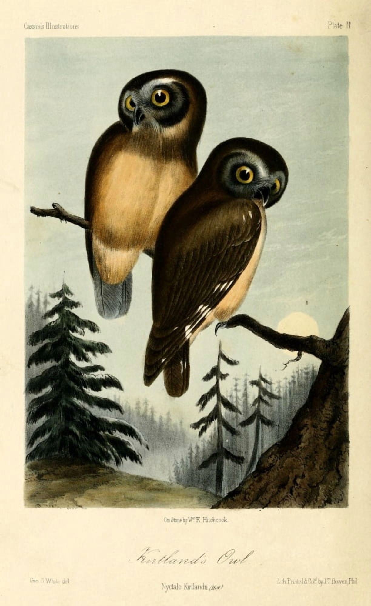 Kirklands Owl Canvas Art - WE Hitchcock (24 x 36)