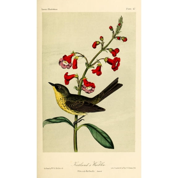 Kirtland's Warbler Poster Print by W.E. Hitchcock (24 x 36)