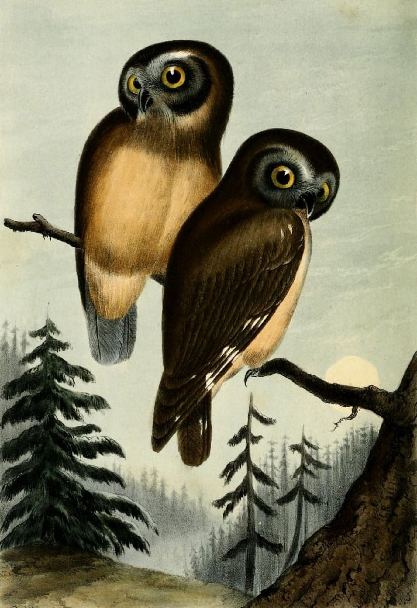 Kirtlands Owl Canvas Art - G White (24 x 36)