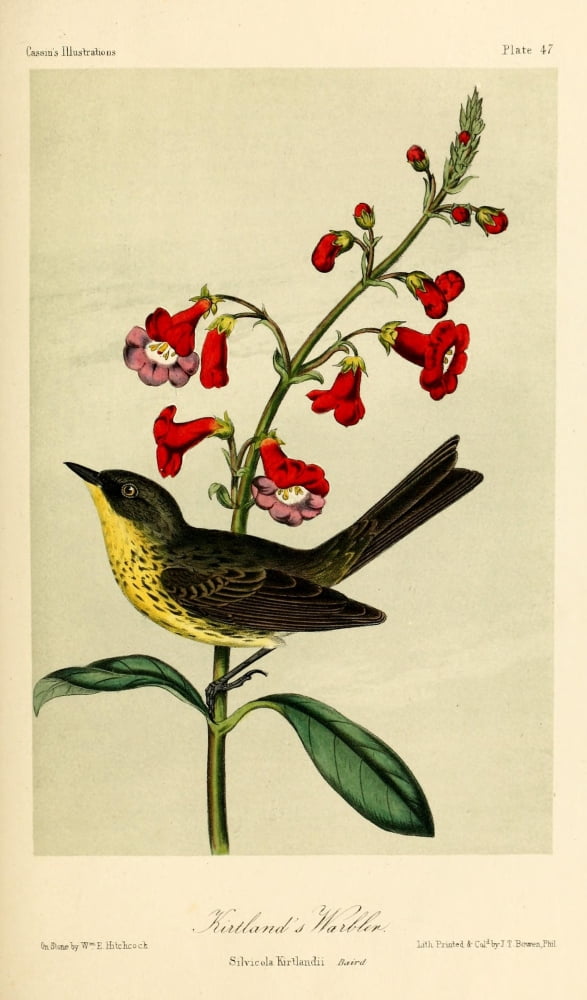 Kirtlands Warbler Canvas Art - WE Hitchcock (24 x 36)