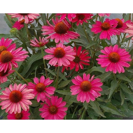 Kismet® Raspberry Dwarf Coneflower Perennial - Echinacea - Gallon Pot