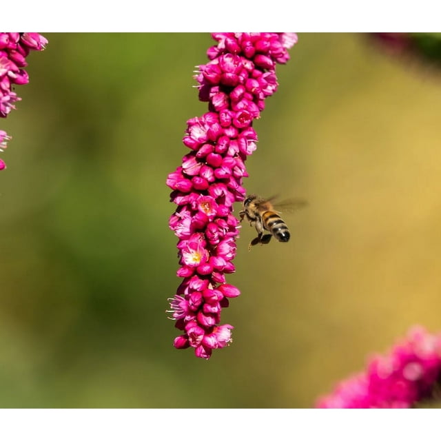 Kiss Me Over The Garden Gate Cottage Garden Flower Premium Seed Packet