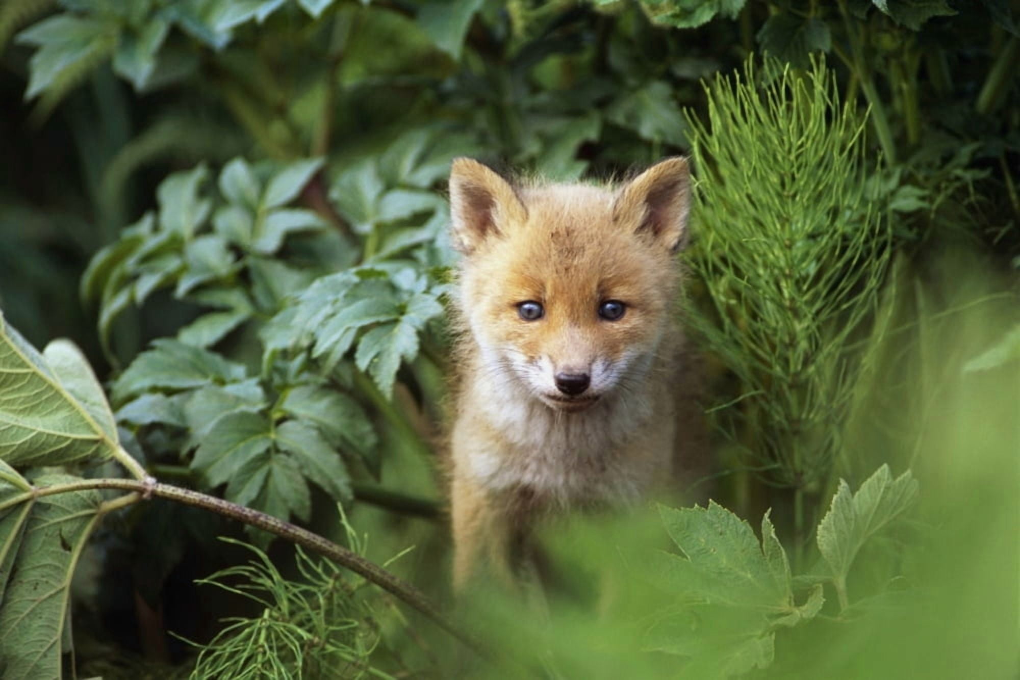 Kit Red Fox Peering Through Bushes At Mcneil River Summer In Southwest Alaska Canvas Art - Doug Lindstrand Design Pics (34 x 22)