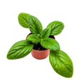 thumbnail image 1 of Kitaguni Gesneriad Primulina, 6 inch Flowering Indoor Chirita Plant, 1 of 3